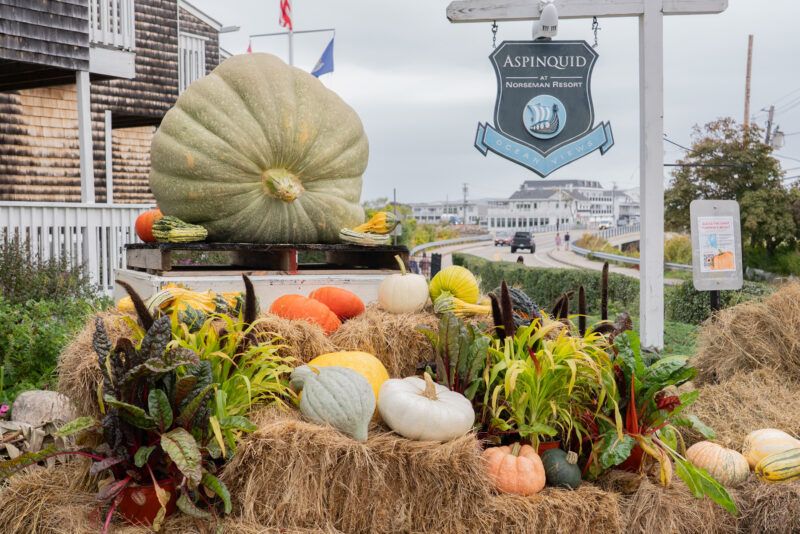 giant pumpkin in Ogunquit Maine