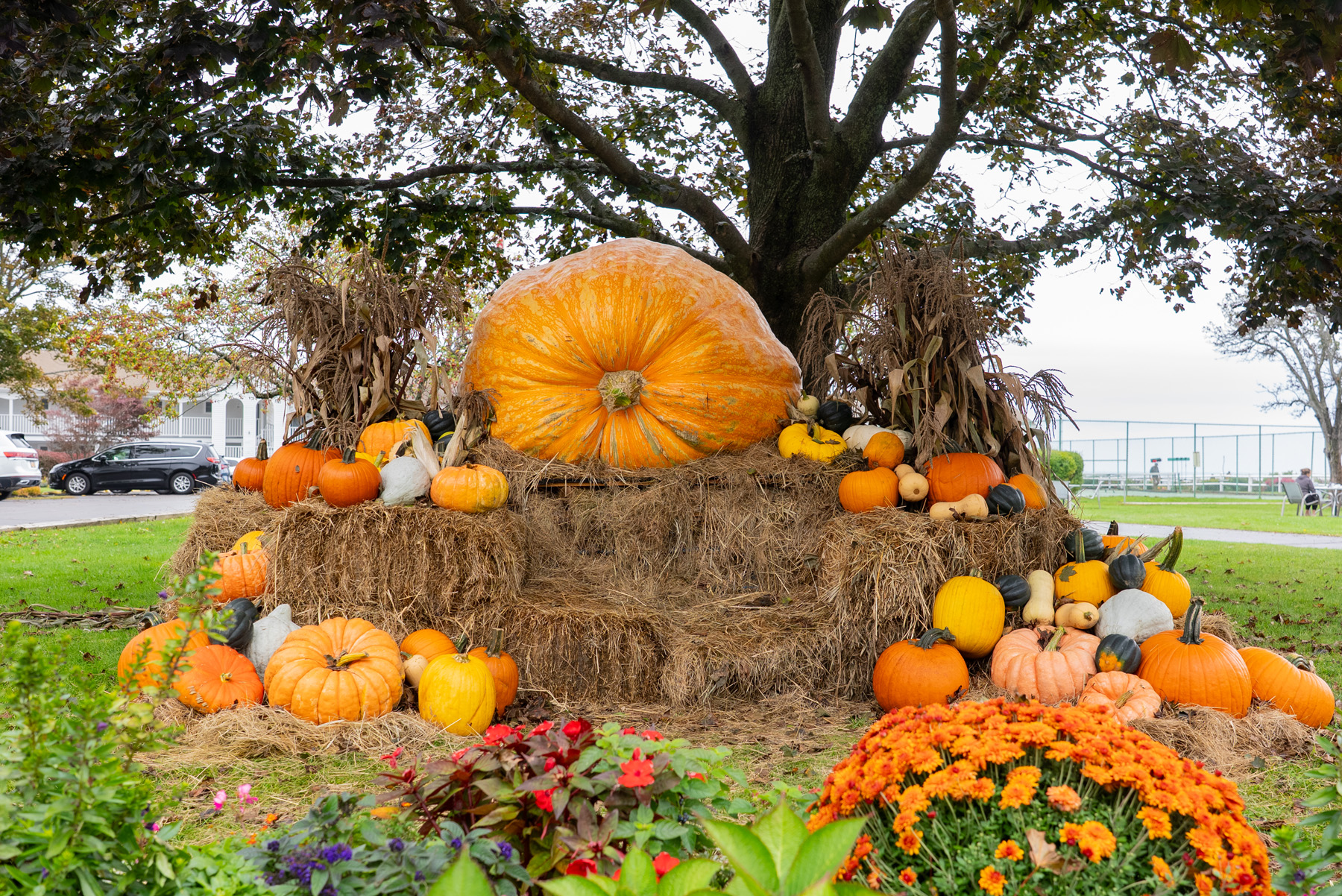 giant pumpkin in Ogunquit Maine