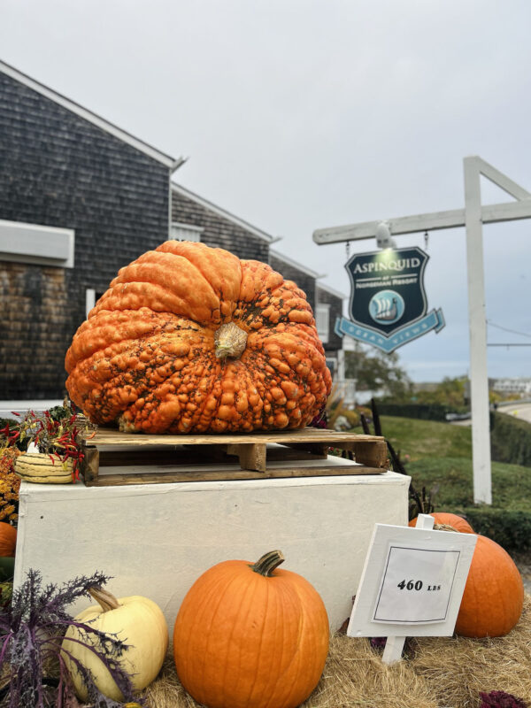 aspinquid resort giant pumpkin 2025 fall season decorations