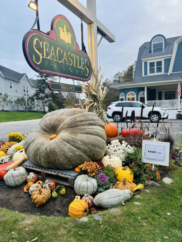 seacastles giant pumpkin display